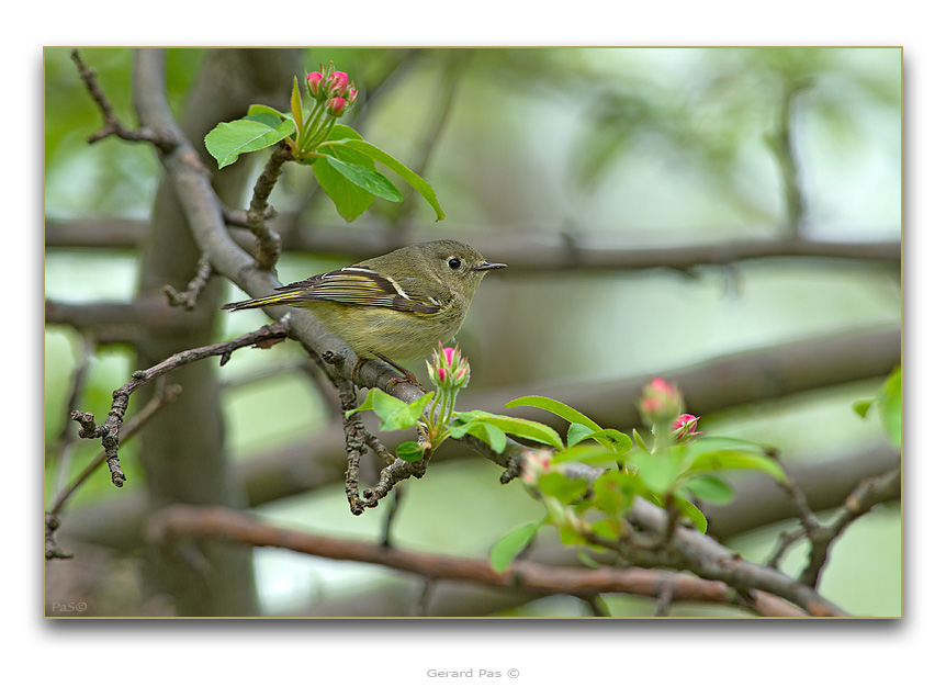 Ruby-crowned Kinglet - click to enlarge image