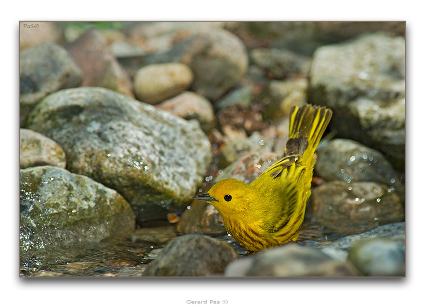 Yellow Warbler - click to enlarge image