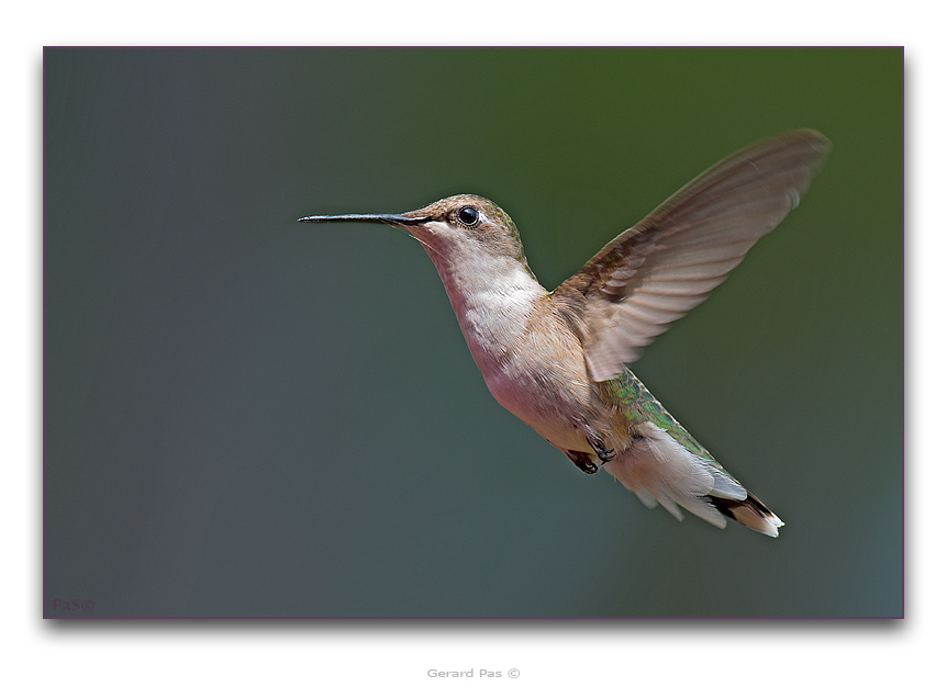 Ruby-throated Hummingbird - click to enlarge image