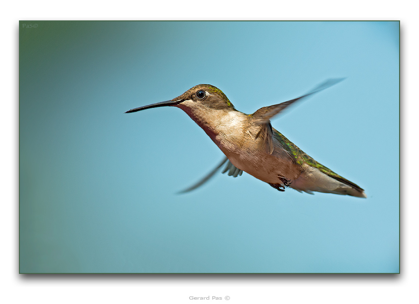 Ruby-throated Hummingbird - click to enlarge image