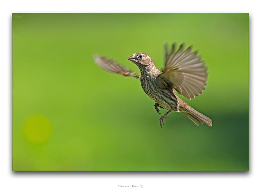 Common House Finch - click to enlarge image