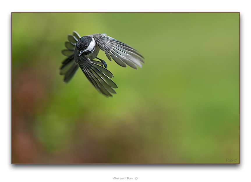 Black-capped Chickadee - click to enlarge image