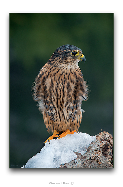 Merlin - click to enlarge image