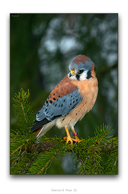 American Kestrel - click to enlarge image