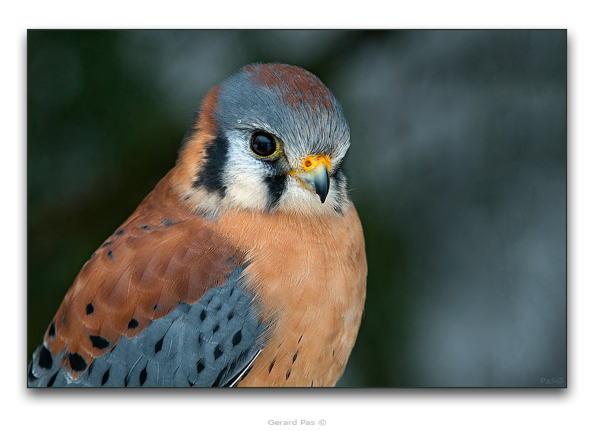 American Kestrel - click to enlarge image