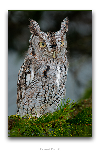 Eastern Screech Owl - click to enlarge image