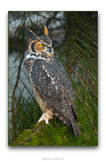 Great Horned Owl - click to enlarge image