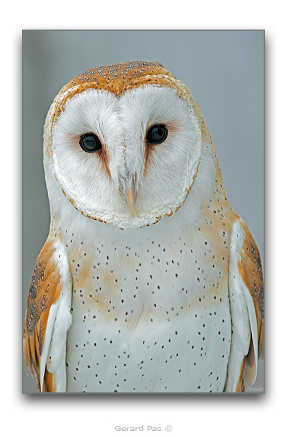 Barn Owl - click to enlarge image