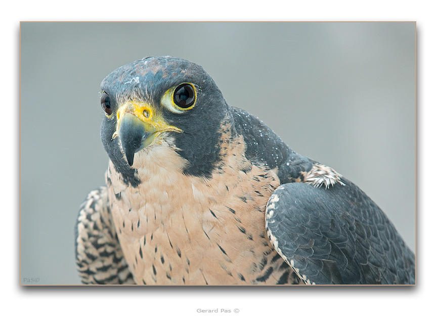 Peregrine Falcon - click to enlarge image