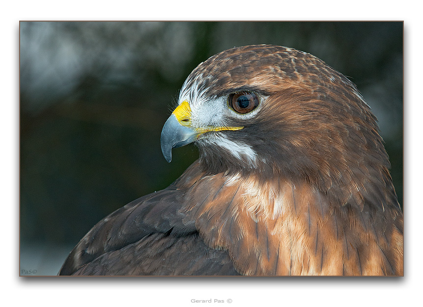 Red-tailed Hawk - click to enlarge image