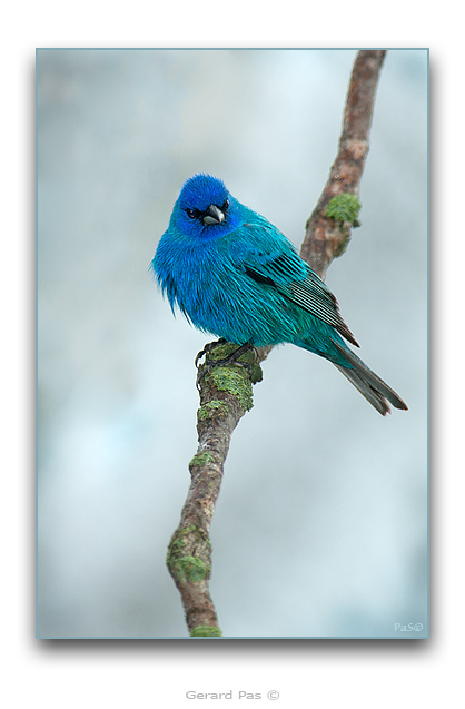 Indigo Bunting - click to enlarge image