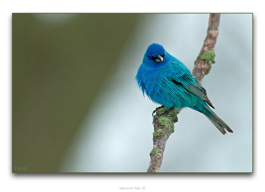 Indigo Bunting - click to enlarge image