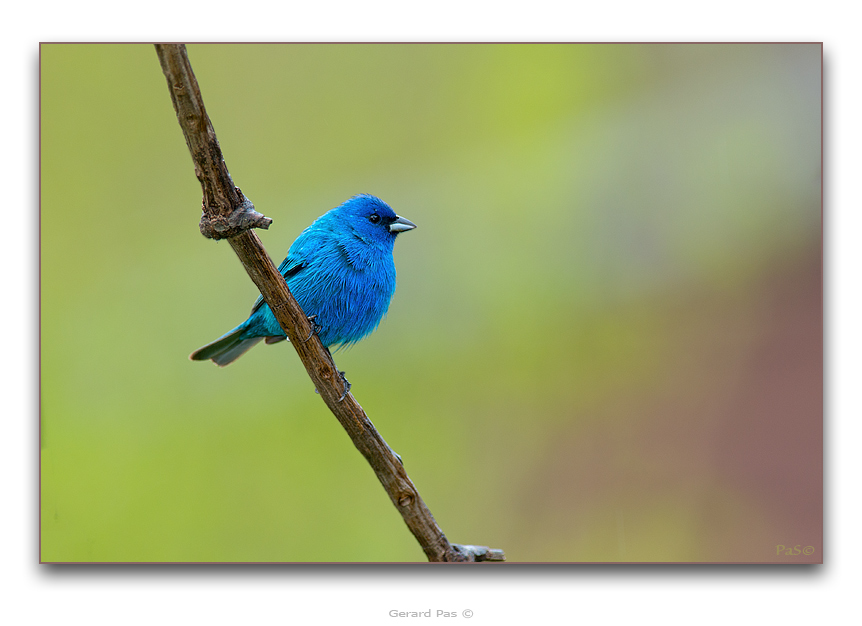 Indigo Bunting - click to enlarge image