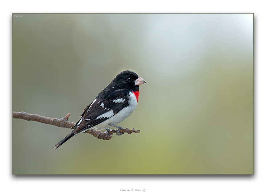 Rose-breasted Grosbeak - click to enlarge image