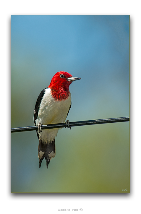 Red-headed Woodpecker - click to enlarge image