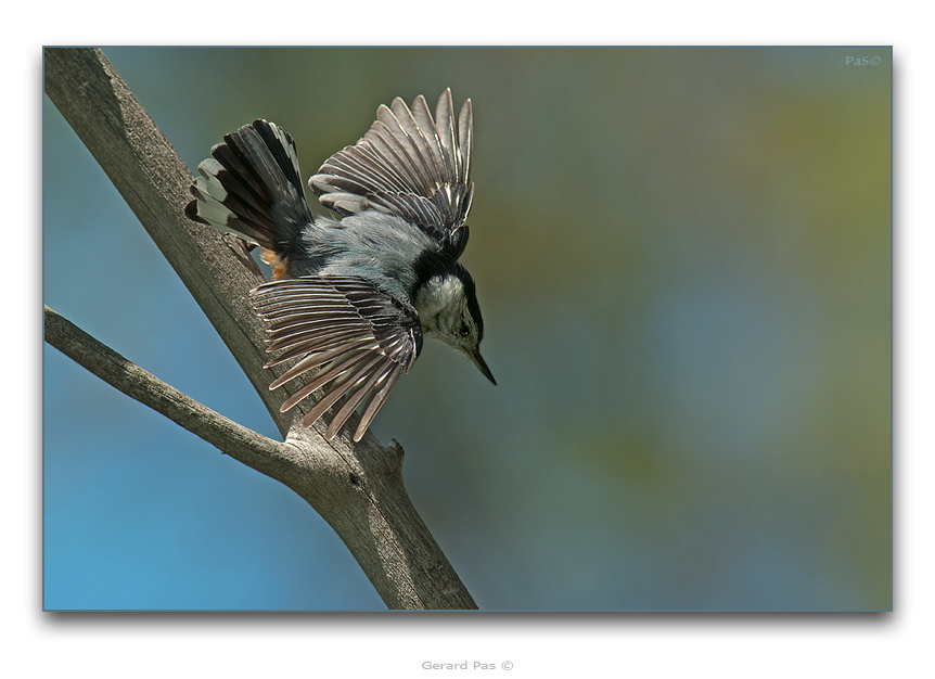 White-breasted Nuthatch - click to enlarge image