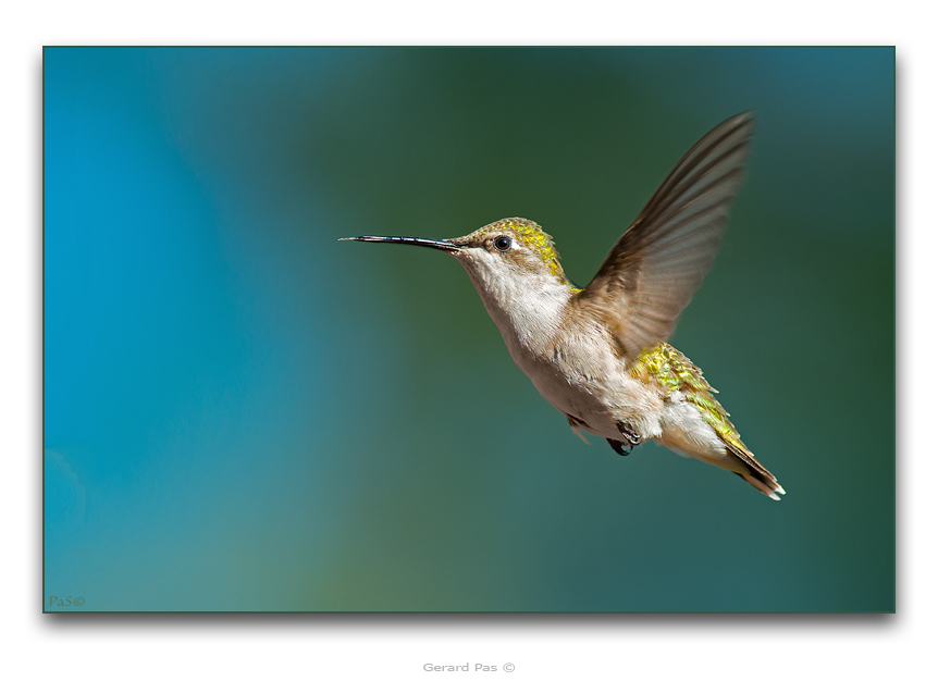 Ruby-throated Hummingbird - click to enlarge image