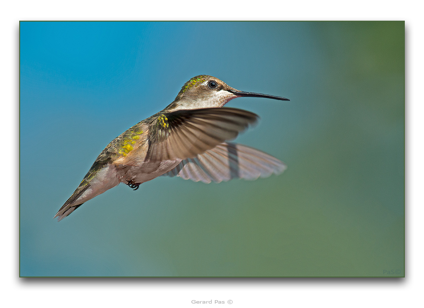 Ruby-throated Hummingbird - click to enlarge image