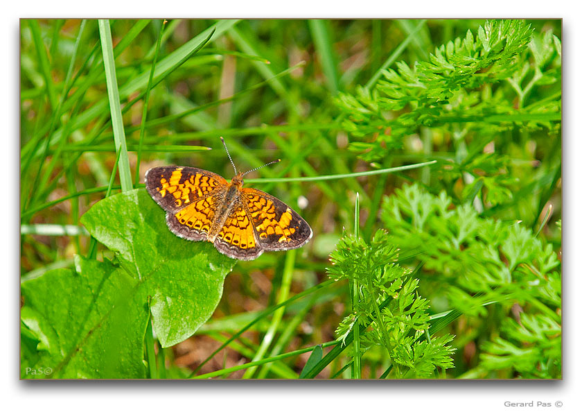 Northern Crescent Butterfly - click to enlarge image