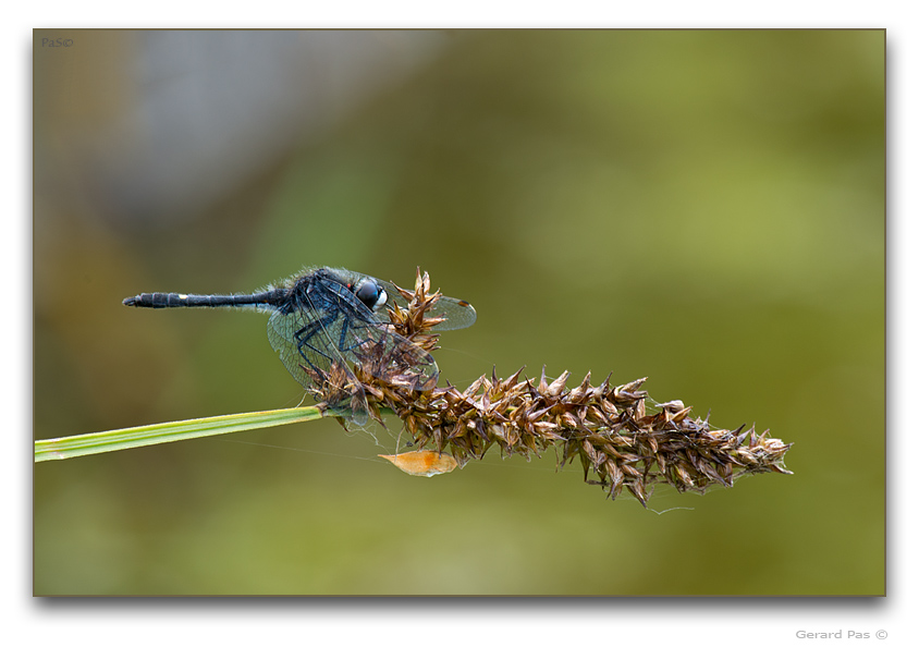 Dot-tailed Whiteface Dragonfly - click to enlarge image